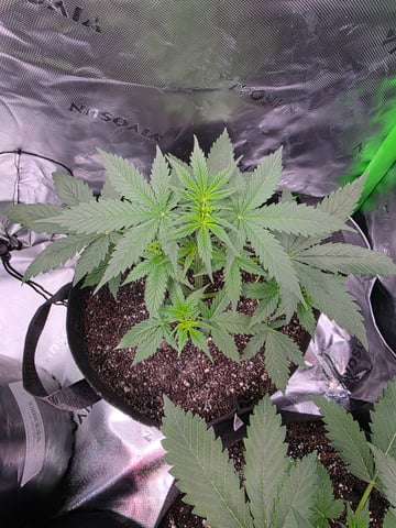 Pineapple Express  — auto, day 12