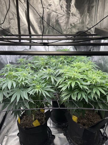 best budz — flower, day 53