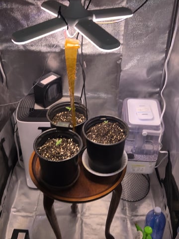 first grow second plant  — seedling_rooting, day 3