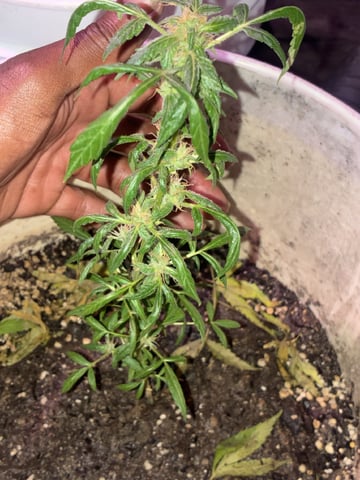 pbk  — auto, day 1