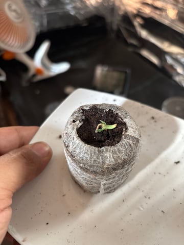 1era Planta — grow_setup, day 2