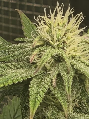 My first batch of medication — flower, day 89