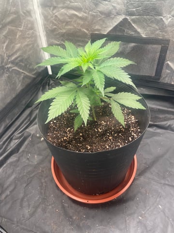 Blueberry — vegetative, day 34