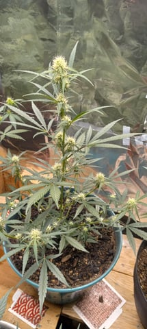 Piney — flower, day 13