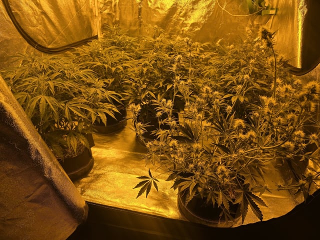 Autos AGAIN — flower, day 51