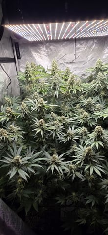 Maple Nectar  — flower, day 84