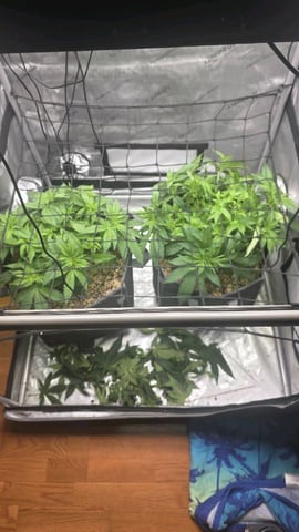 Original 1990 genetics  — vegetative, day 55