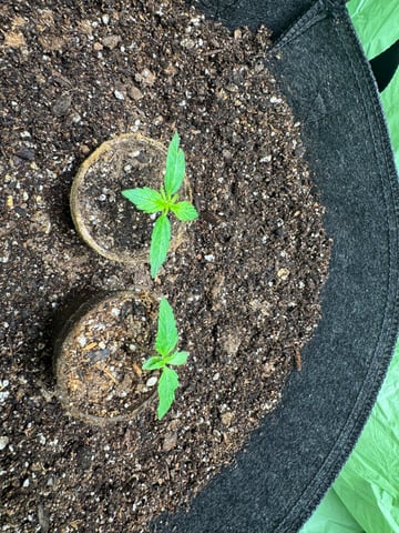 First grow — seedling_rooting, day 14