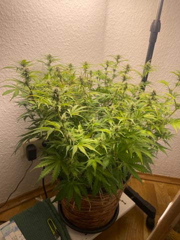 Mashenka — auto, day 3