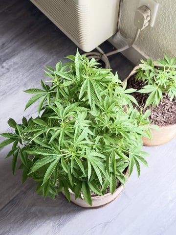 Sour Glue