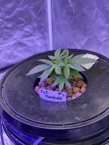 1st Ever Grow (Fat Bastard)(RDWC)  — vegetative, day 35