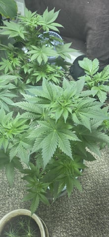 First GROE — vegetative, day 14