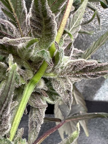 Gelly Mama and Sugar Tree — flower, day 136