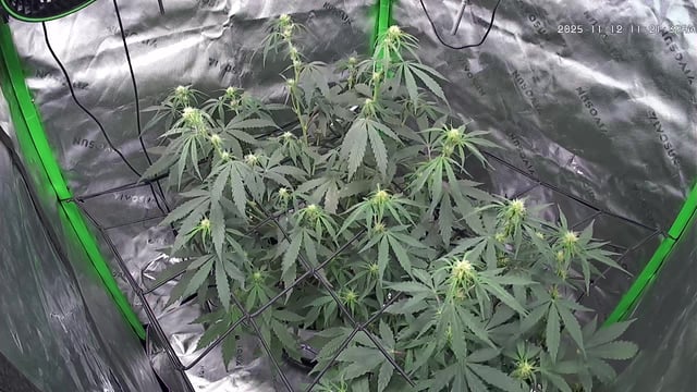 white Widow  — flower, day 17