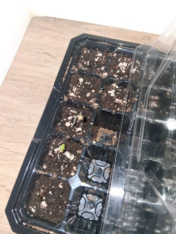 Free Seeds — seedling_rooting, day 6