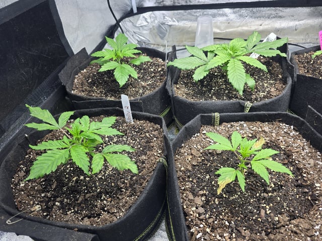 Autos AGAIN — vegetative, day 22