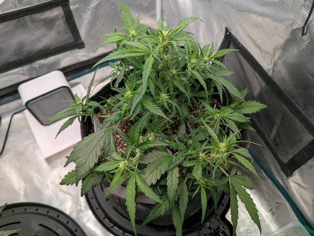 2025 EOY Grow — flower, day 43
