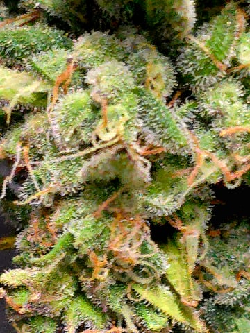 Homegrown - 🍒 🥧 & GSC Auto, 🚀 Seeds 🍌 Buttercups  — flower, day 73