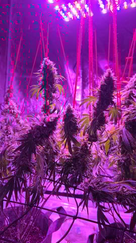 strawberry ghost and death breath — flower, day 29