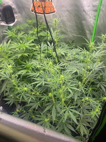 Bruce Banner (Auto) — flower, day 40