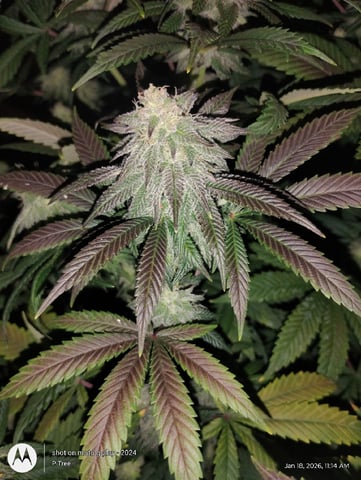 THE KRUX Multipack ETHOS — flower, day 46