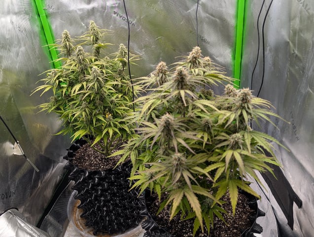 Titan F1 grow  — flower, day 67