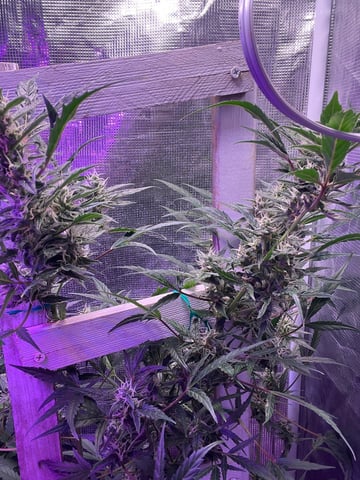 easy bud auto & nothern lights auto — flower, day 67