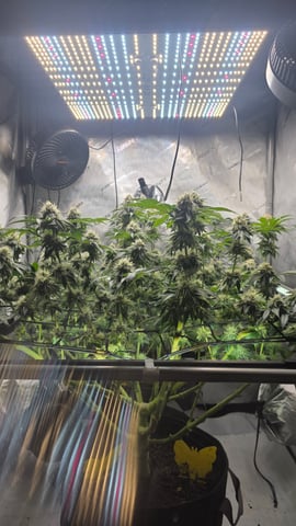 ethos genetics  — flower, day 105