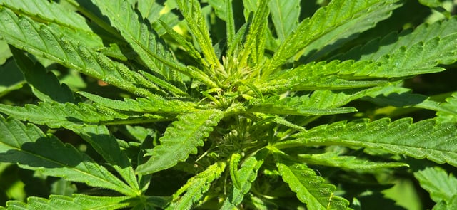 Mystery Weed Plant — flower, day 114