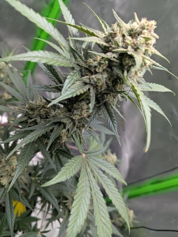 First Grow — flower, day 66