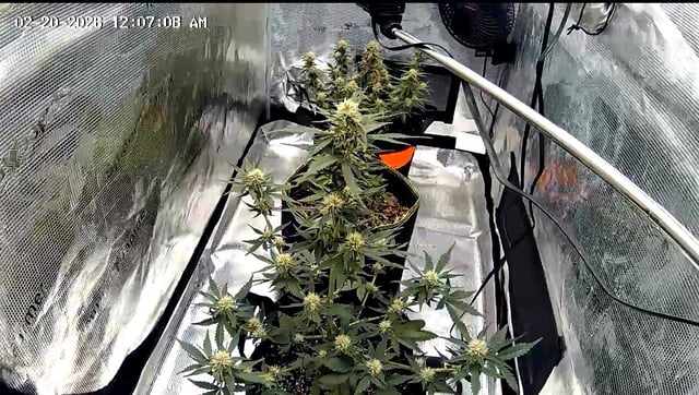 Autos and sour diesel! — flower, day 28