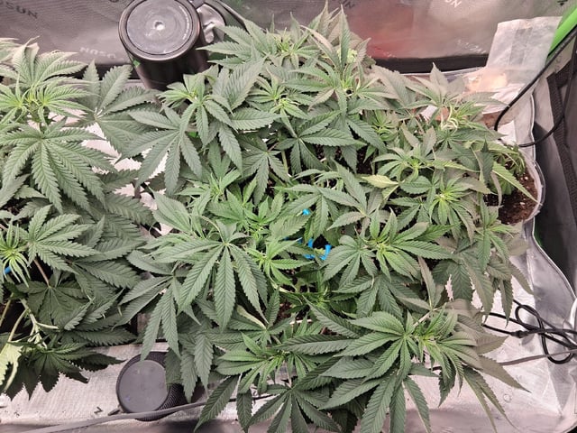 fruity pebbles, cap junky — vegetative, day 55