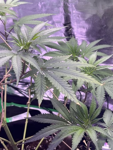 Kalini Asia Auto  — vegetative, day 5