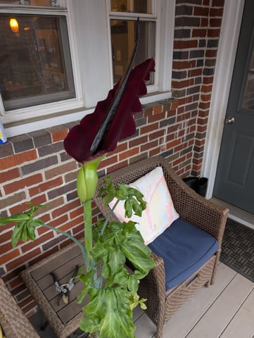 See what grows — vegetative, day 85