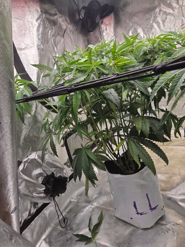 Lhotse 1 and 2 — vegetative, day 1