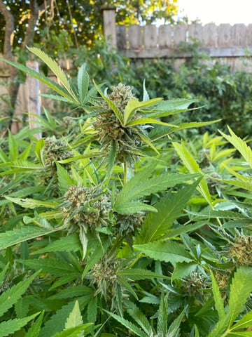 queen of soul X cap junky  — flower, day 183