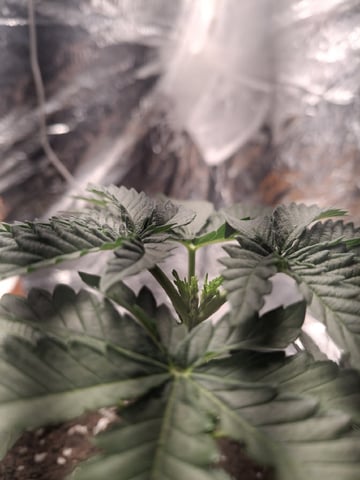 1st Grow - ROYAL MOBY (indoor)(photop.) — vegetative, day 25