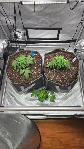 Original 1990 genetics  — vegetative, day 37