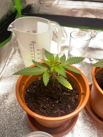 2nd Try — vegetative, day 23