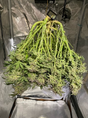 blackberry marshmallows  — harvest, day 139