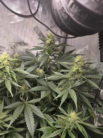 Coco Grow — flower, day 78