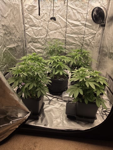 Photo 5x5 — vegetative, day 39