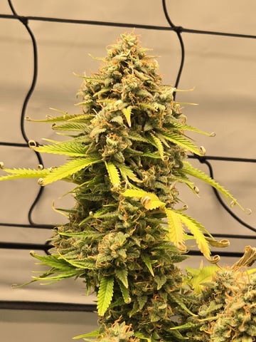 Purple Skunk 3 x 5  — flower, day 92