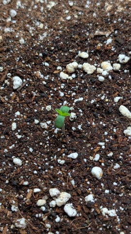 Mixed Grow — grow_setup, day 2