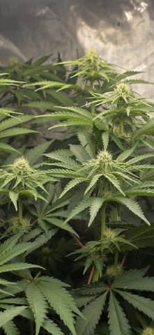 Maple Nectar  — flower, day 62