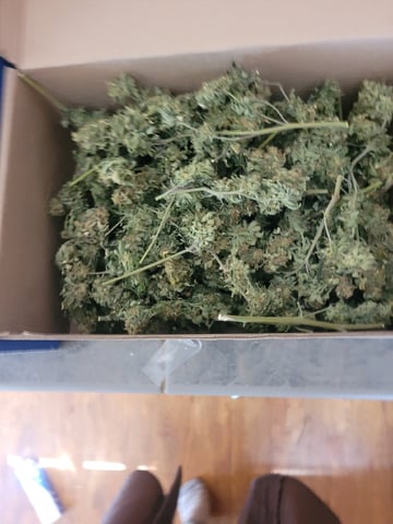 4th Grow — done, day 21