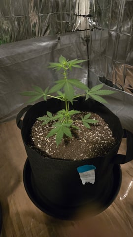 B2 — vegetative, day 36