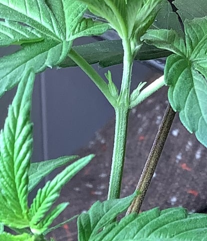 missing pieces — vegetative, day 36