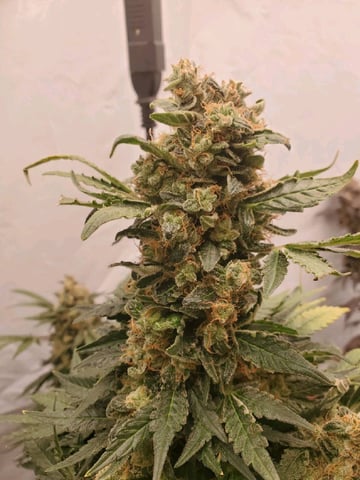 Alien Rock Candy & Grape Deebo — harvest, day 126