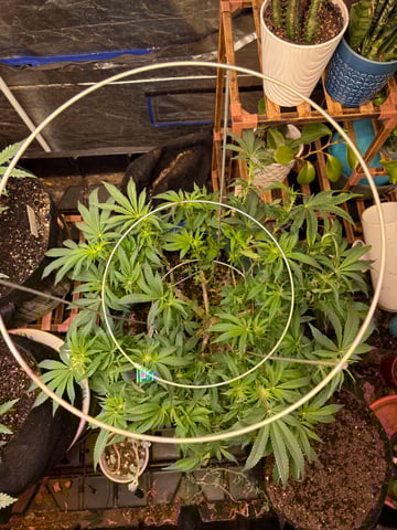 back to my roots.  — flower, day 4